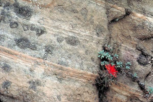 Castilleja scabrida | Rough Indian Paintbrush | 10 Seeds