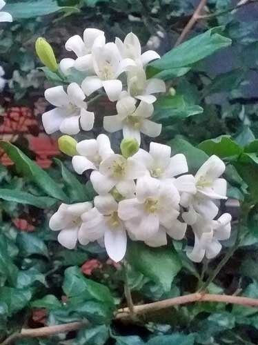 Murraya paniculata Tall Variety | Orange Jasmine | 5 Seeds