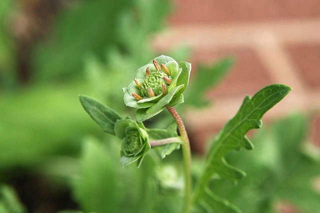 Berlandiera lyrata | Chocolate Flower | 10 Seeds