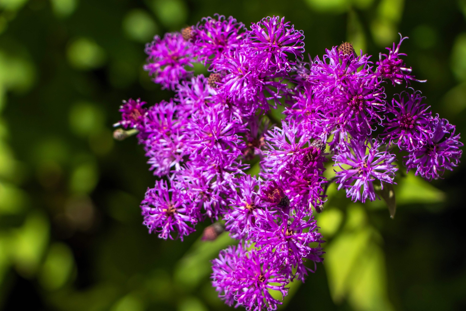 250 PURPLE IRONWEED Vernonia Fasciculata Flower Seeds
