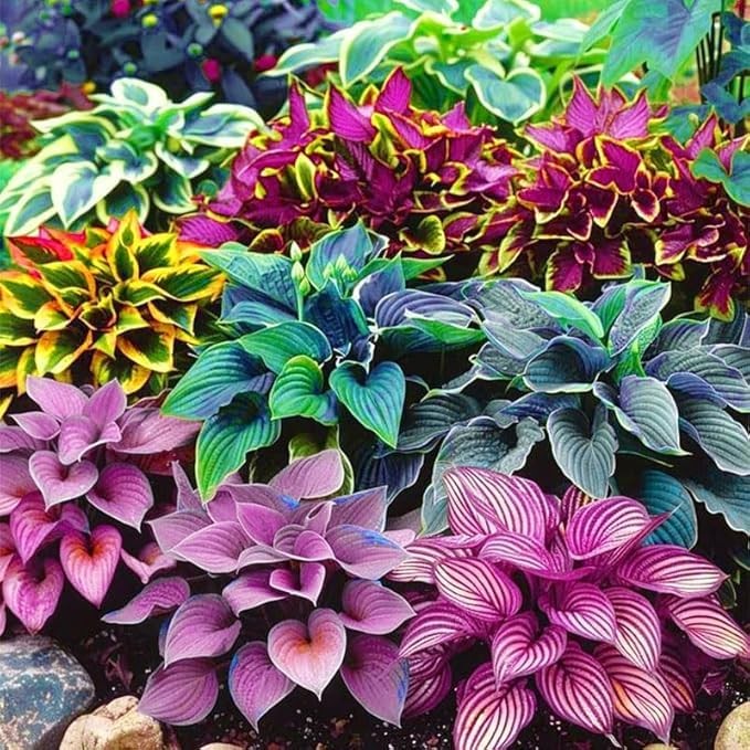 850pcs Premium Perennial Hosta Seeds, High Green, White, Blue, Variegated
