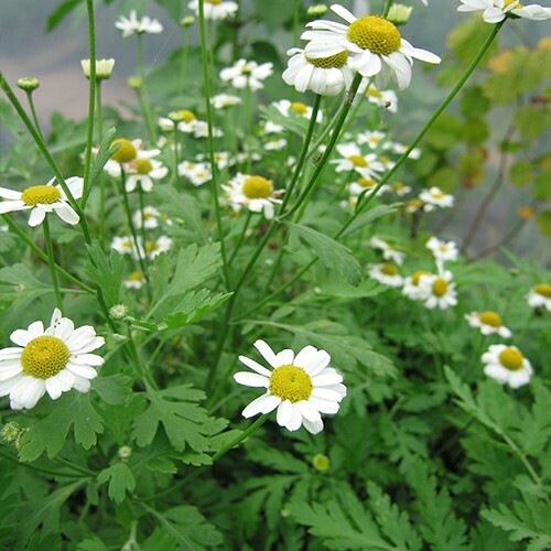 Feverfew seeds (Tanacetum parthenium), organic