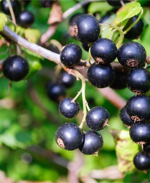 Swedish Black Currant Rooted , 1 rooted plant 8-12″ tall, 1 year old