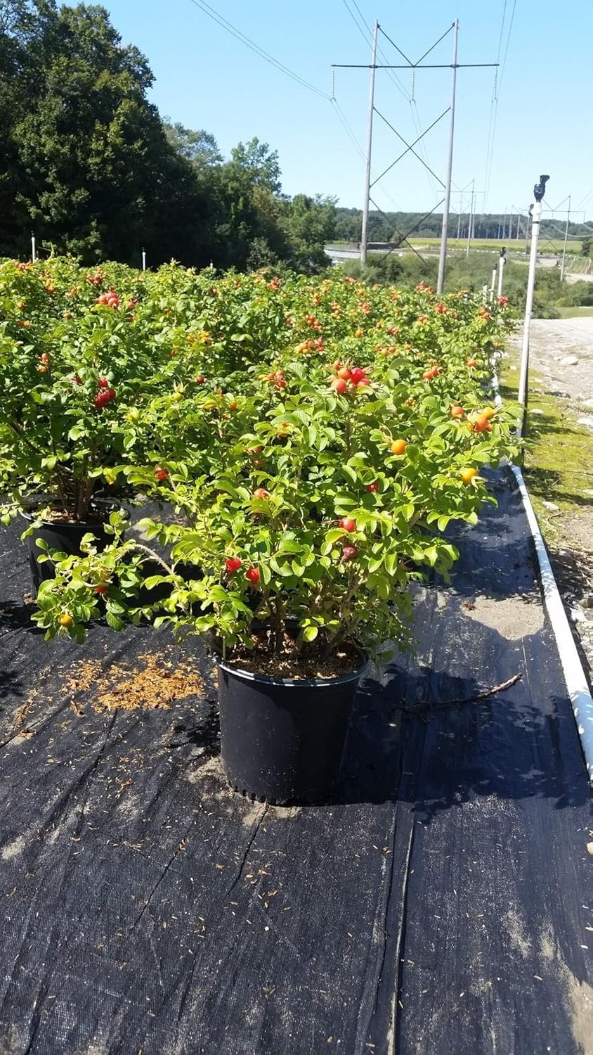 White Rugosa Rose Plant – Hardy & Beautiful
