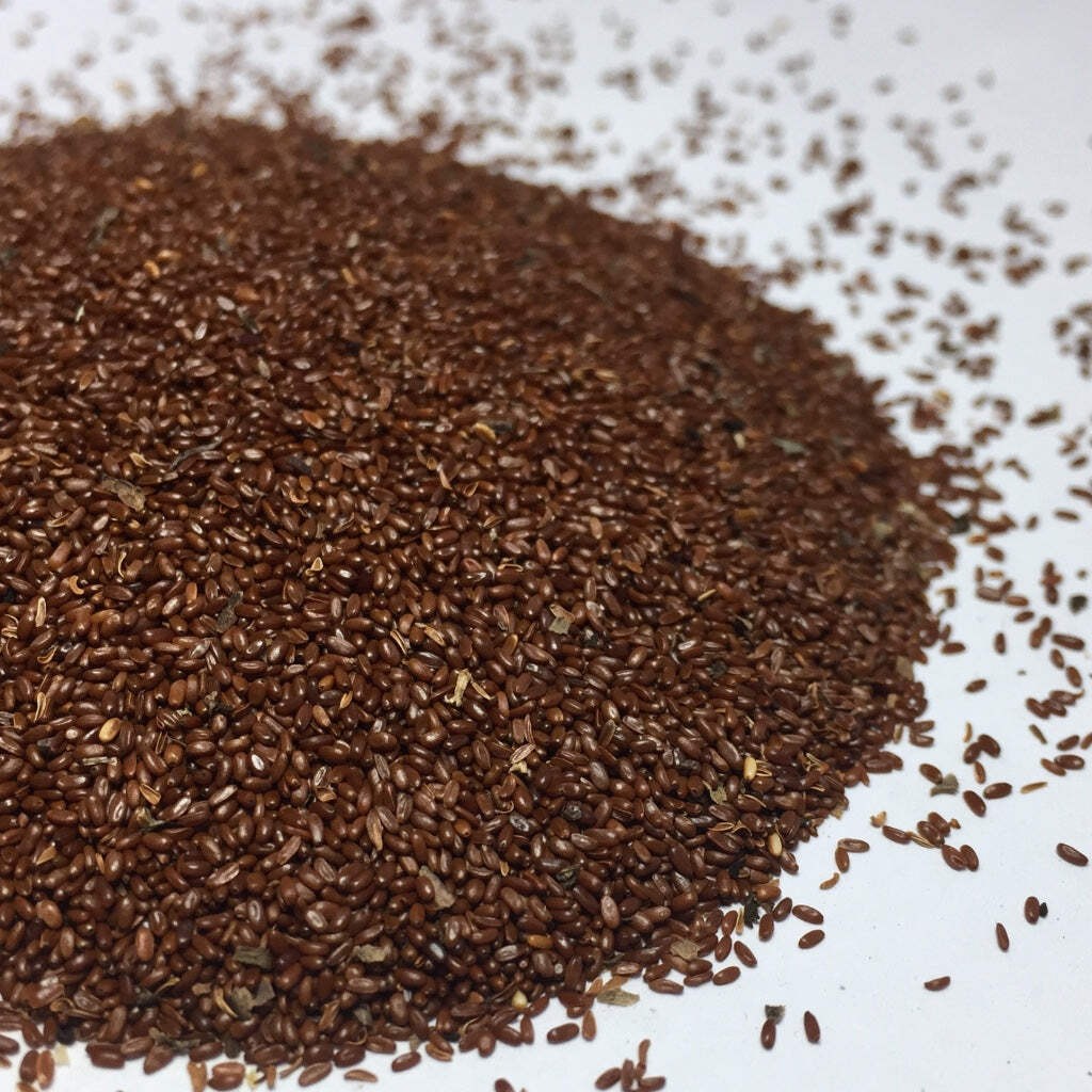 Codonopsis Seeds (Codonopsis pilosula) ~Traditional Herb Perennial Garden