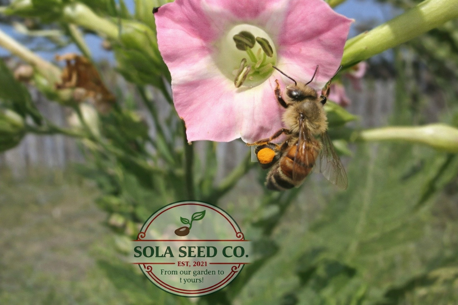 5000 Tobacco Seeds, Heirloom Mix, 6 Varieties, Hummingbird Pollinator Attractor