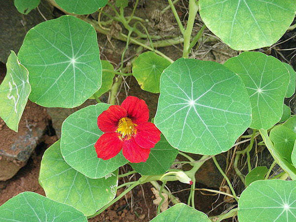 Tropaeolum nanum | Empress Of India | Indian or Monks Cress | 10 Seeds