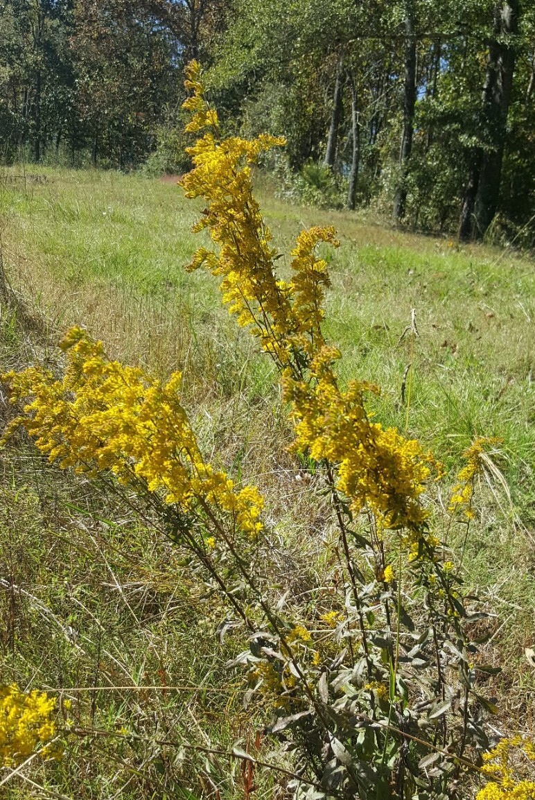 5 Tall Goldenrod (Solidago) Bare root plants~medicinal,butterfly,native,organic