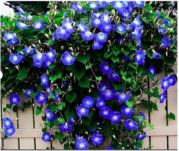30 HEAVENLY BLUE MORNING GLORY SEEDS HUMMINGBIRDS FLOWER CLIMBER FREE SHIPPING!