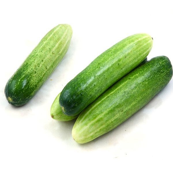 (20 PCS) F1 CUCUMBER SEEDS, DƯA LEO LAI F1 | 98% GERMINATION |