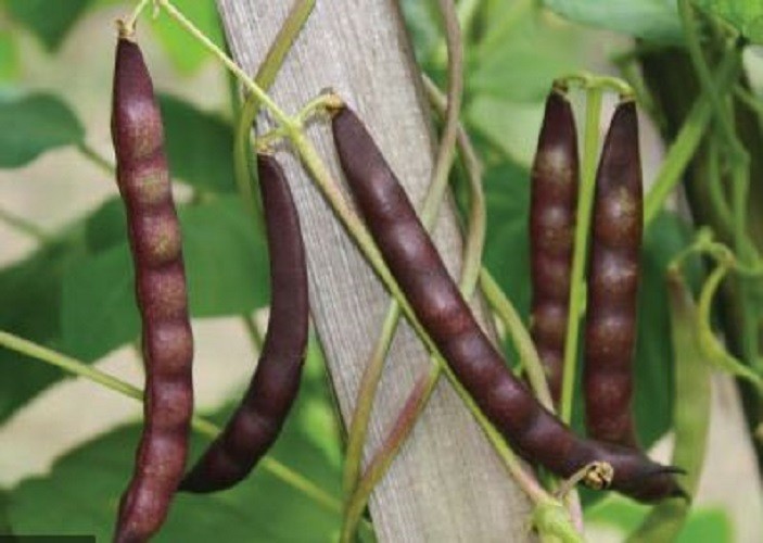 30 ORGANIC BLACK TURTLE BEAN SEEDS (Phaseolus vulgaris) Protein Vegetable Legume