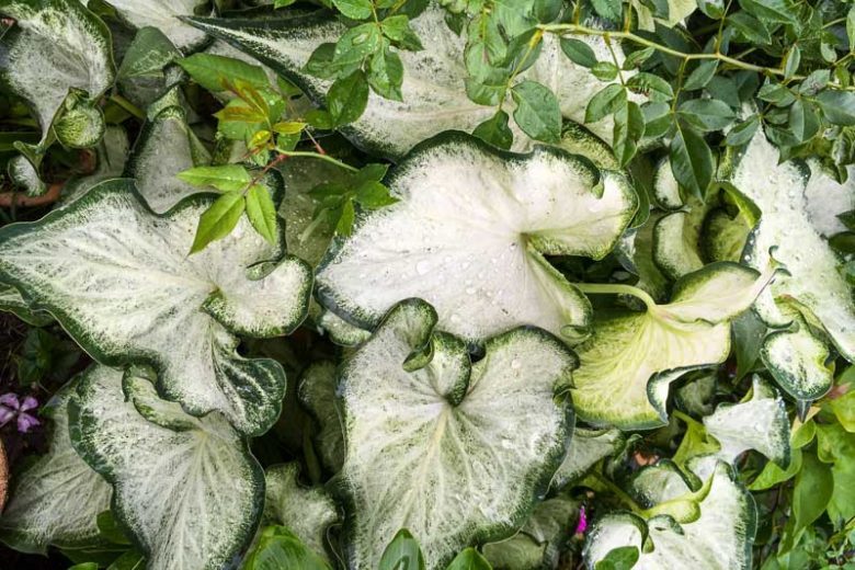2ct Aaron White Caladium Bulbs – Xplosionseeds