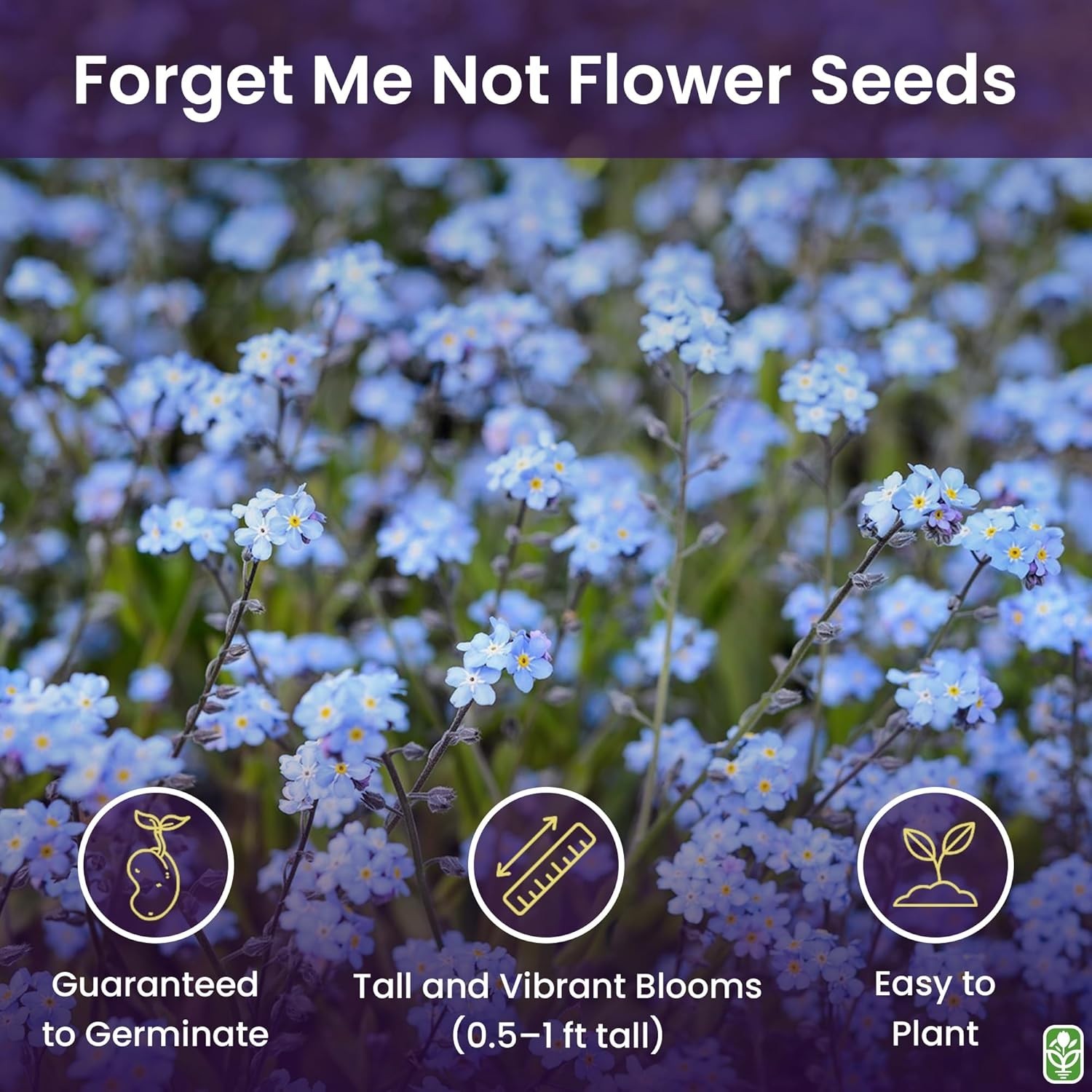 GMO-Free Forget Me Not Seeds – 5000 Pack Perfect for Spring and Summer Blooms