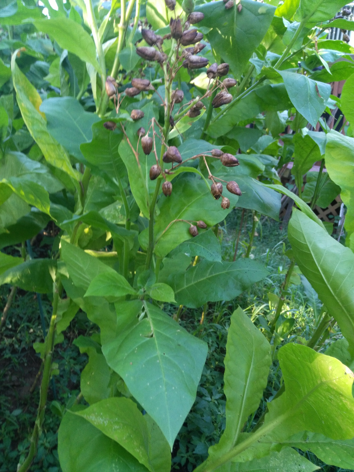VERY RARE TRABZON TURKISH AROMATIC TOBACCO 1000 SEEDS INSTRUCTIONS INC 2022 CROP