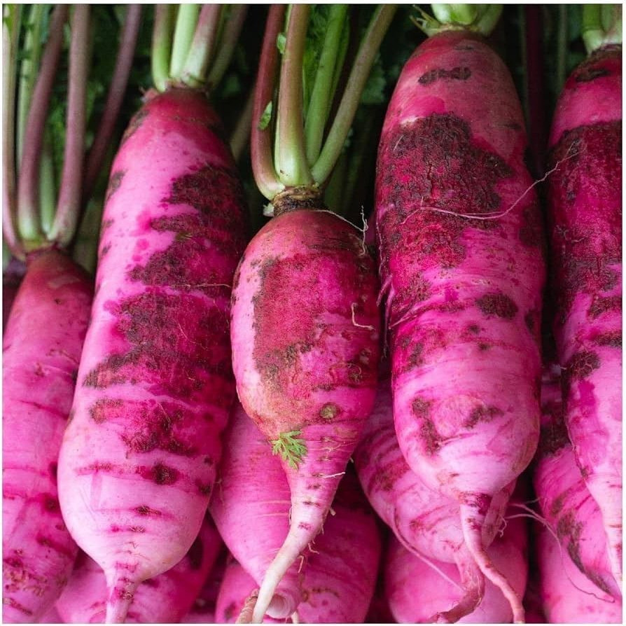 Pink Summercicle Radish Seeds 200 Ct Raphanus Sativus Vegetable NON-GMO USA