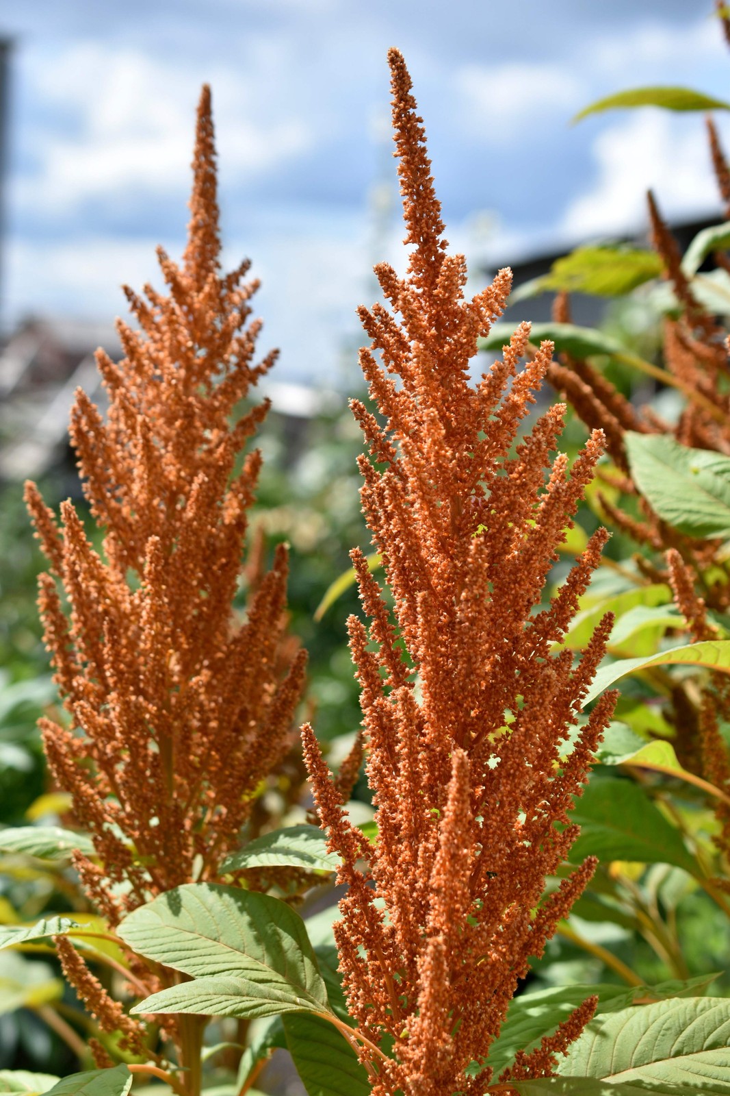 Amaranth, Culinary Mix (Amaranthus cruentus)