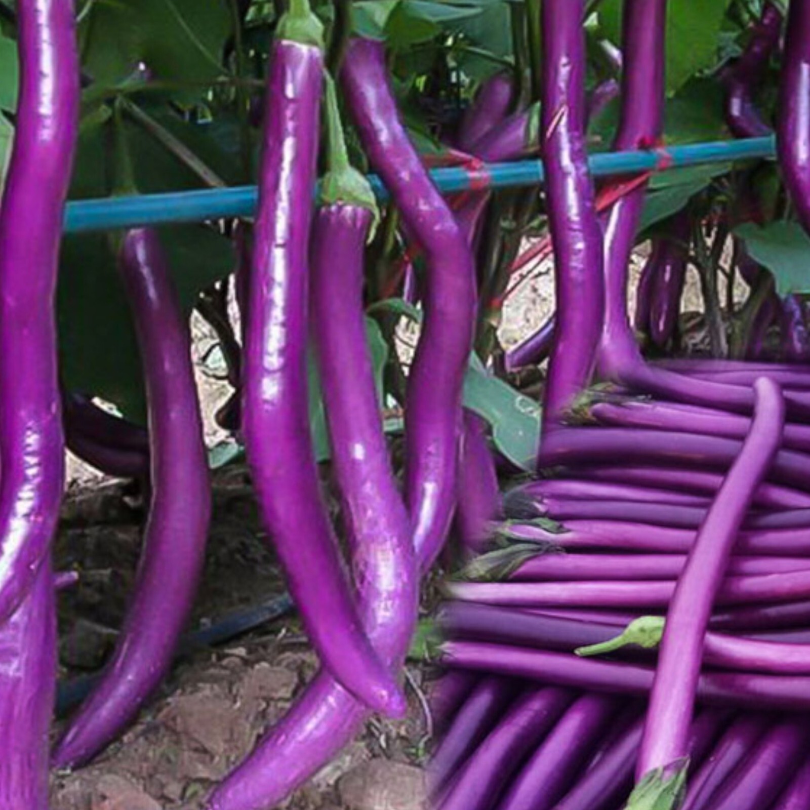 350pcs Long Purple Eggplant Seeds – Heirloom Variety, Non-GMO Vegetable Seed