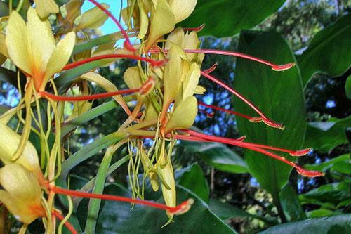 Hedychium gardnerianum | Himalayan Ginger | Kahili Ginger | 5 Seeds
