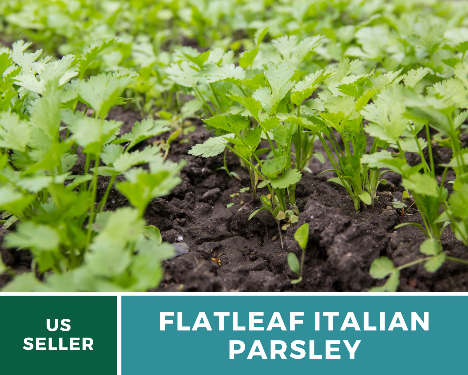 Parsley, Italian Flat Leaf – 200 Seeds – Non GMO