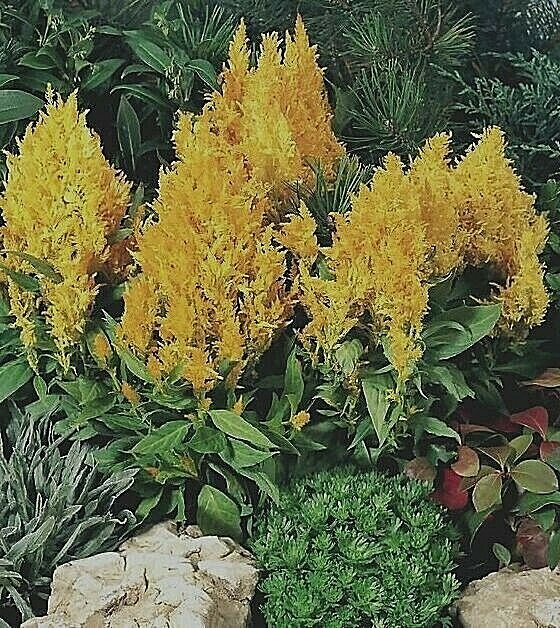 Light Yellow Pampas Plume Celosia 50+ SEEDS Comb.S/H