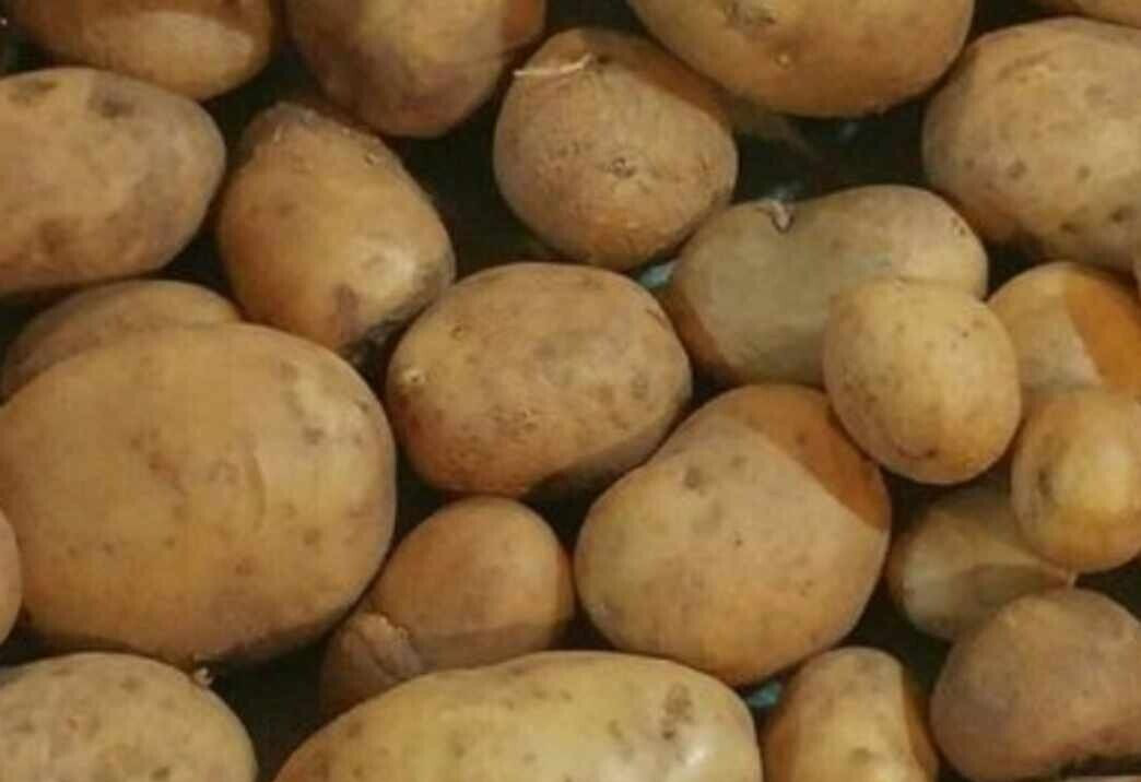 Specialty Seed Potato Mix Colors Purple Red Yellow Yukon Russet Organic Potatoes