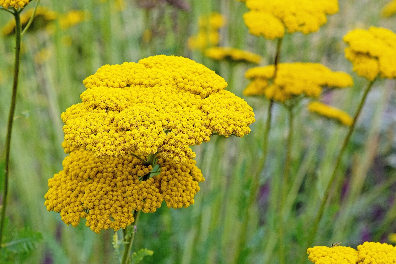 250 GOLD Golden Yellow YARROW Achillea Millefolium Flower Seeds