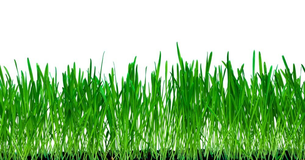 10 Lbs No-Till Winter Rye Cover Crop Seeds – Non-GMO Rye – Deer & Turkey Food Pl