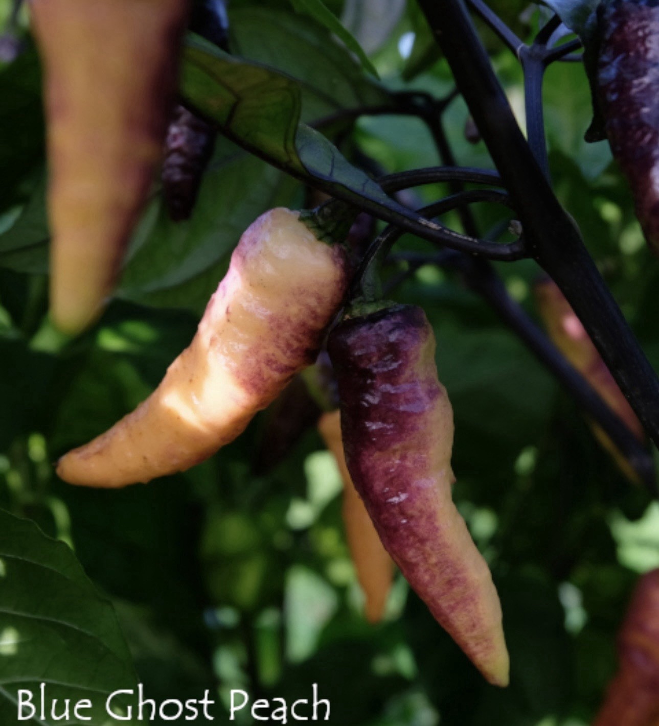 Rare!! 5 Blue Ghost Peach Pepper Plants!! Ready to ship!!