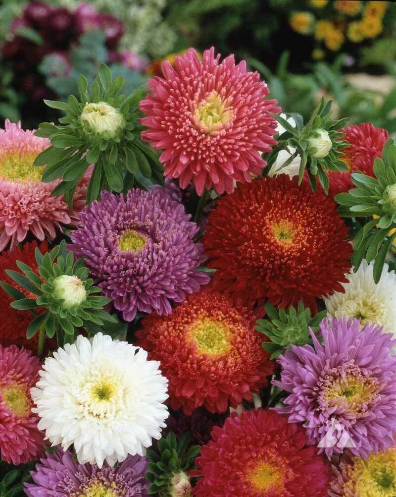 1000 Aster Flower Seeds Powder Puff Mix Colors Callistephus chinensis
