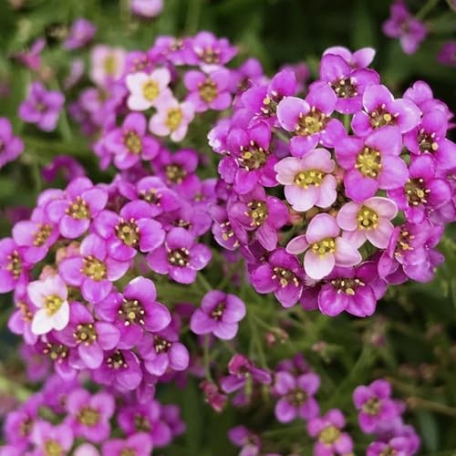 Dwarf Pink Alyssum Seeds for Planting – Heirloom & Open 1 Pack (1,000 Seeds)