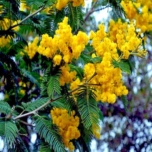 10 GOLDEN MIMOSA Tree Seeds Acacia baileyana Yellow Wattle Flower Fast Growing