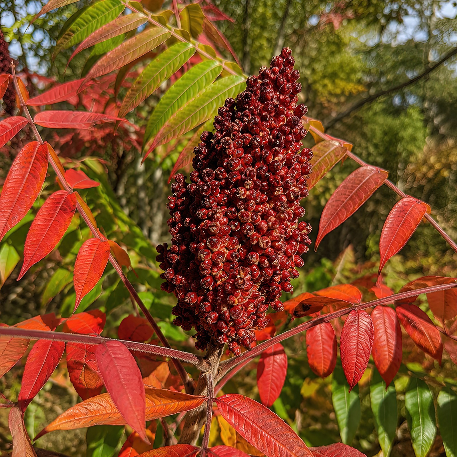 1500 Winged Sumac Tree Seeds (Rhus copallinum) Flameleaf Sumac – Zones 4-9 USA