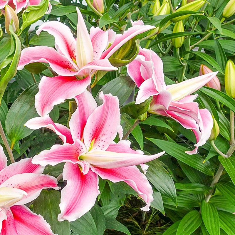 Oriental Lily DISTANT DRUM Double ( 1 ) Bulb * Deliciously Fragrant Scent