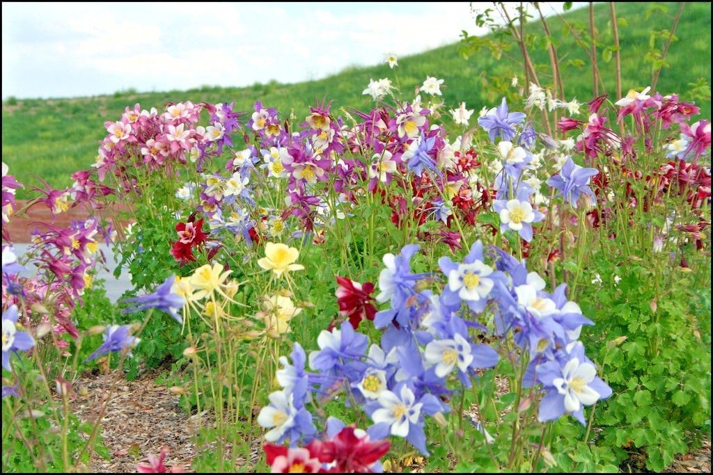 201+COLUMBINE Mix Seeds Perennial Native Wildflower Shade Garden Container Easy
