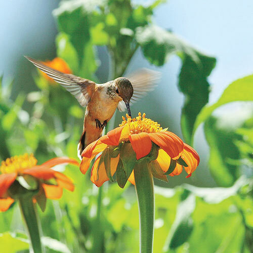 Sunflower MEXICAN TORCH Bees, Butterflies, Hummingbirds USA Non-GMO 100+ Seeds!