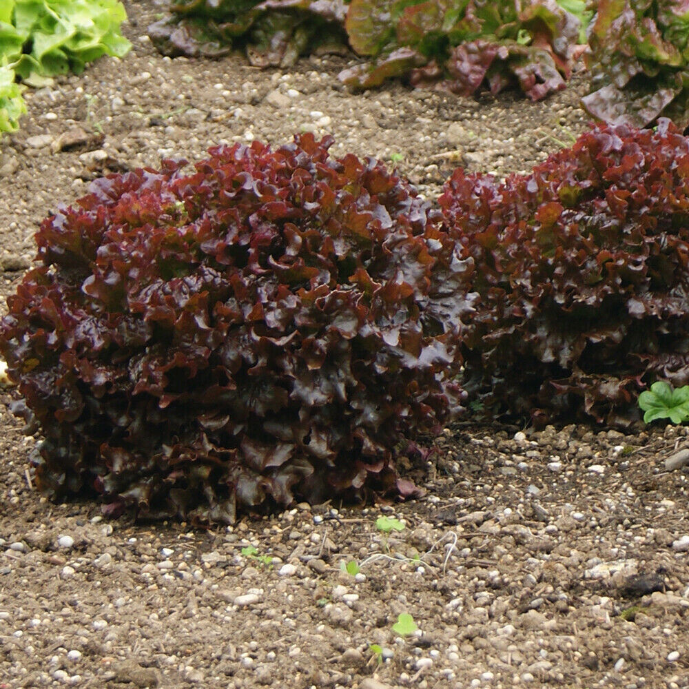 SCARBOROUGH SEEDS Red Salad Bowl Lettuce 1000 Seeds Non GMO Fresh Garden Seeds