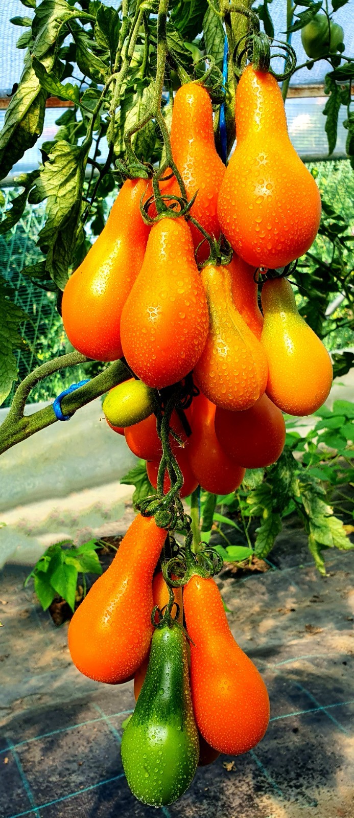 Rare Mila Orange Pear Tomato Seeds (10) Long Neck Heirloom High Yield Non-GMO