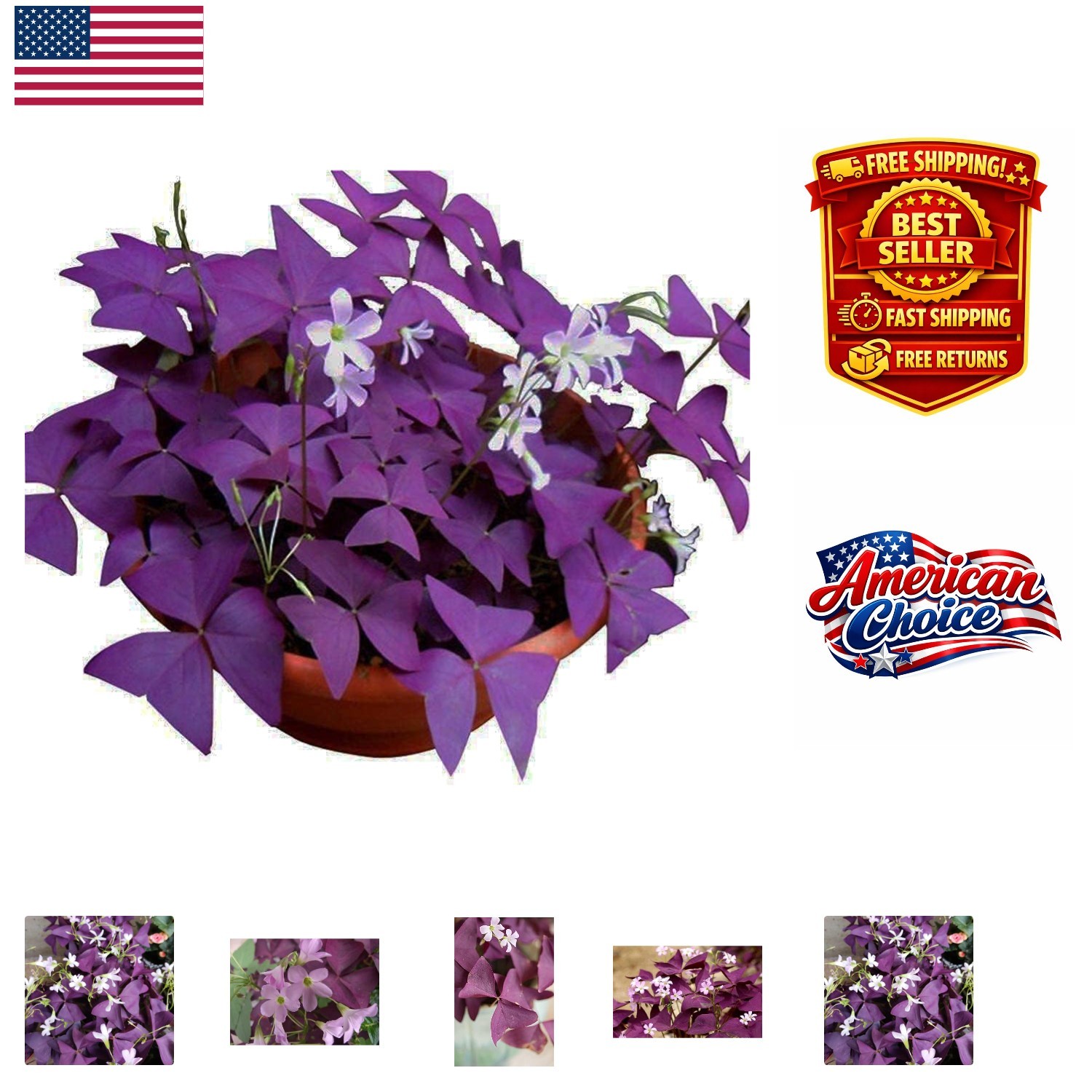 Vibrant 12PCS Purple Shamrocks Bulbs for -Round Outdoor and Indoor Blooms