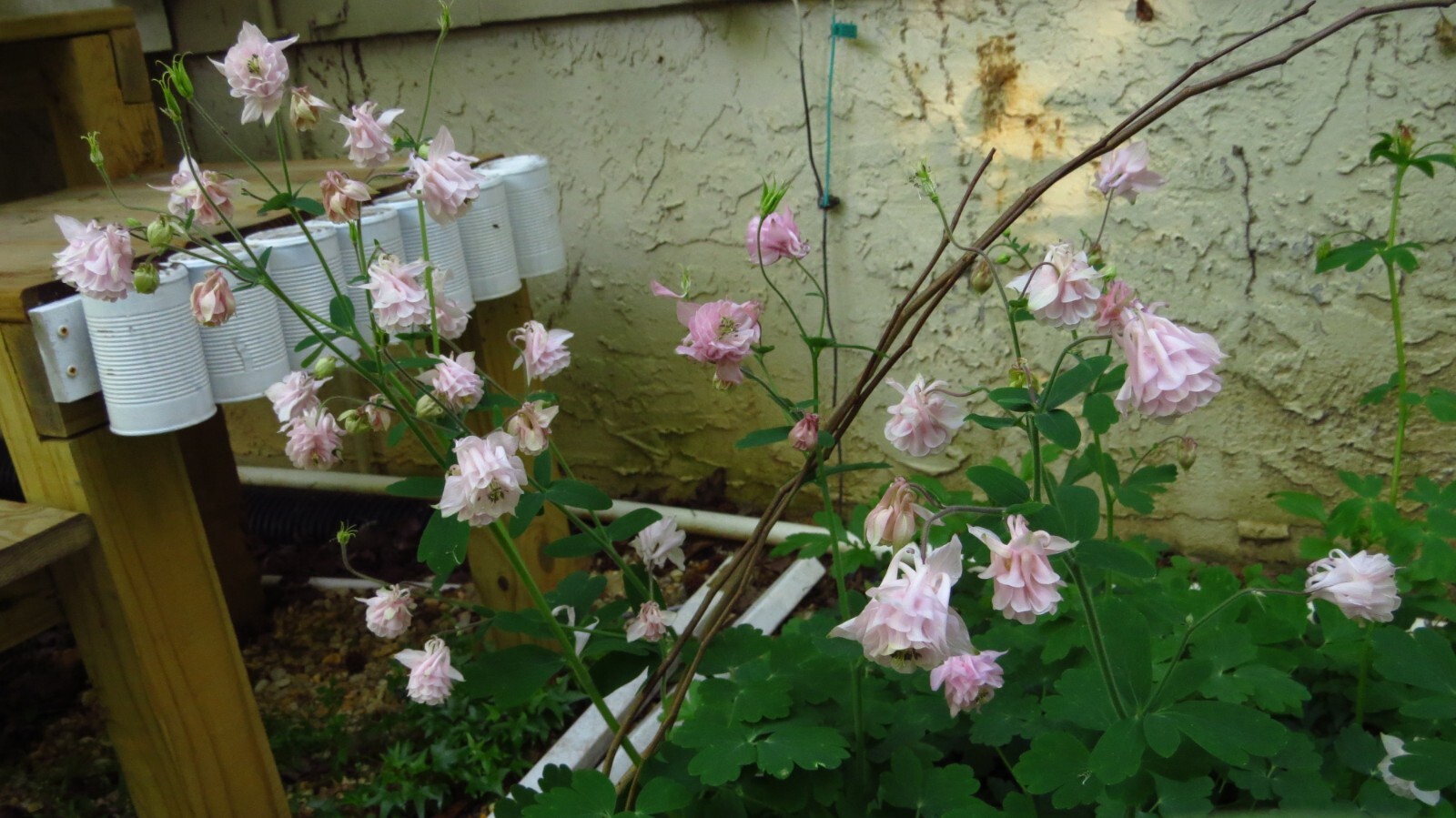 100+ Rare Light Pink Multi Layer Columbine Perennial Flower Seeds.