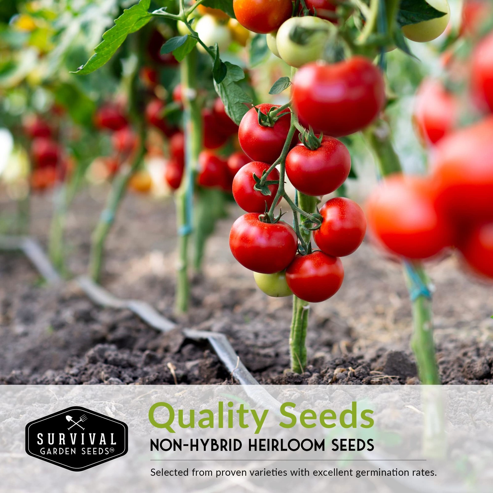 10 Tomato Collection – Cherokee Purple, Roma, Red Cherry, Aunt Ruby’s Green, …