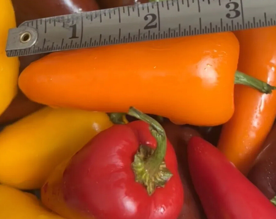 Sweet Mini Pepper Seeds, Red, Orange, & Yellow Organic 200+