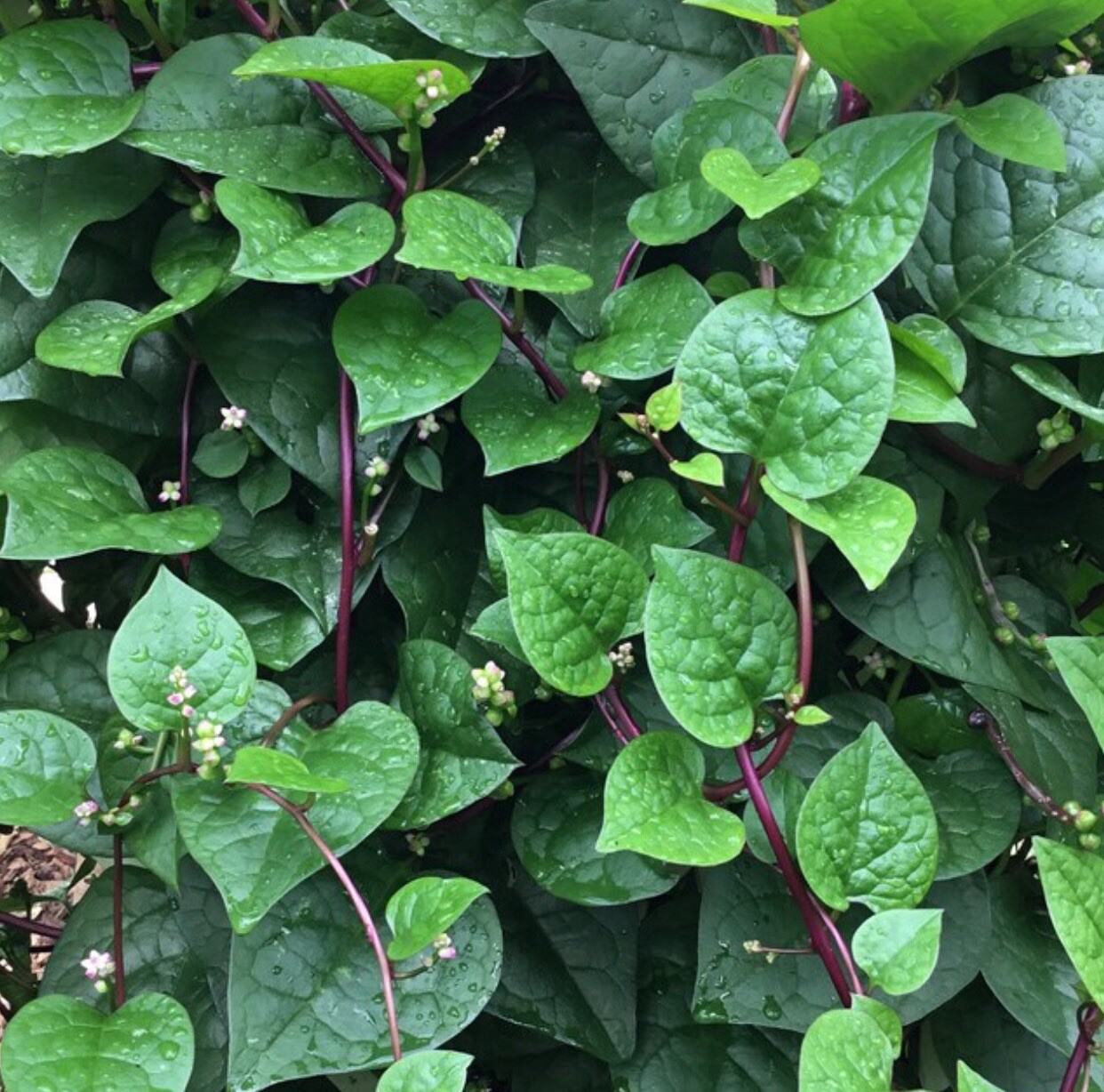 300+ SEEDS Red Malabar Spinach Seeds, Mồng Tơi Đỏ, basella alba