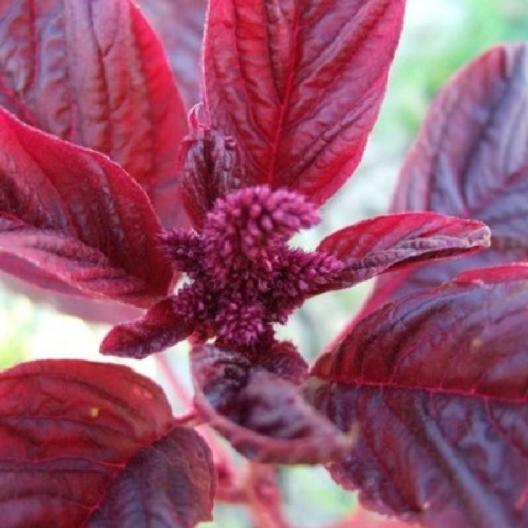 Amaranth RED GARNET Microgreens & Grains Edible upto 10′ TALL Non-GMO 1000 Seeds