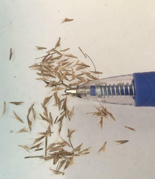 Bouteloua gracilis | Blue Grama | Eyebrow or Mosquito Grass | 100 Seeds