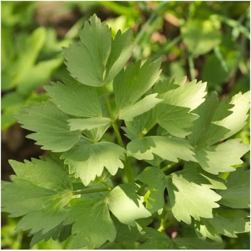 Lovage Herb Seeds For Planting (Levisticum officinale)