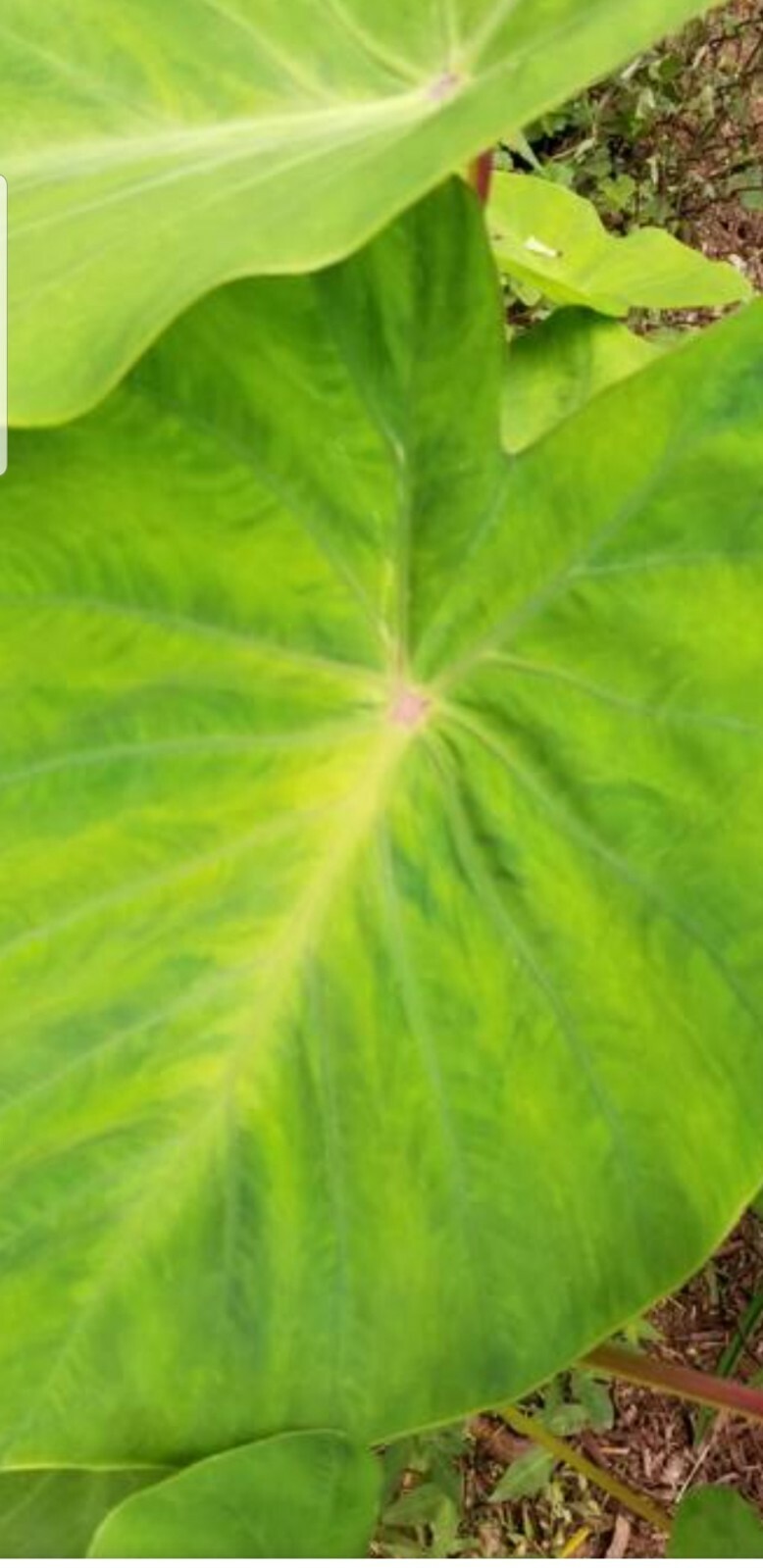 elephant ear bulbs or taro of sort (unknown variety) lot of 2 bulbs for good