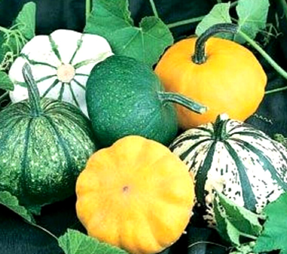 Scallop Blend Squash Seeds 10 SEEDS NON-GMO BUY 4 ITEMS GET FREE SHIPPING