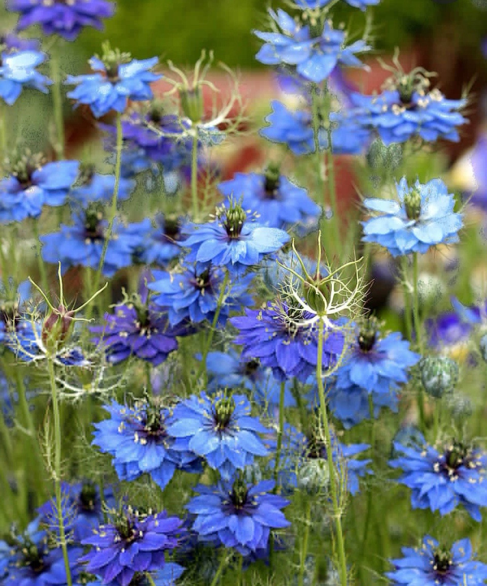 3,000 + Love In a Mist Organic Nigella Flower Seeds Unique Cut Decorative Pods