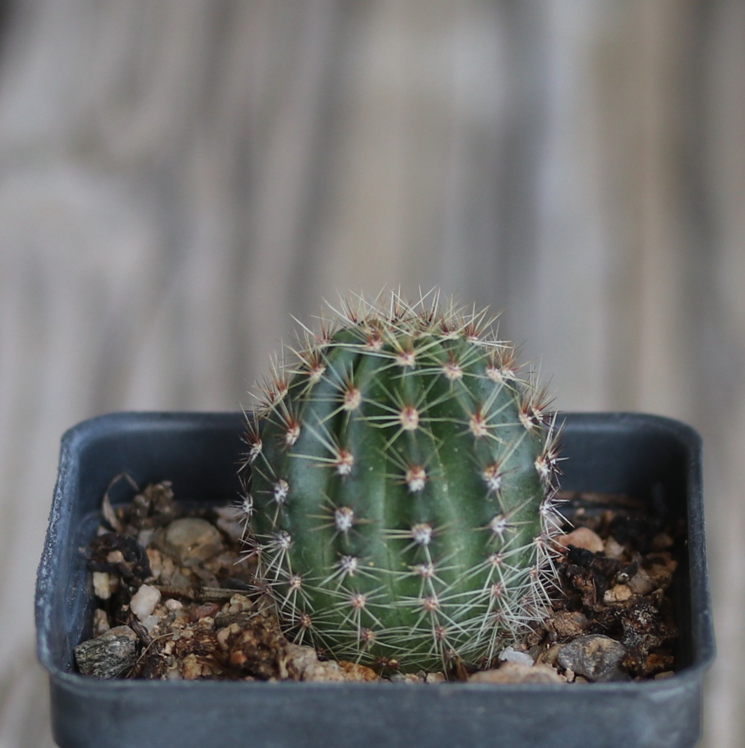 Echinopsis hybrid ‘Utopian Dream’