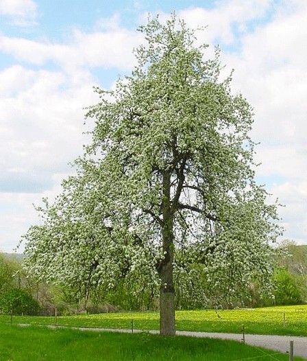 The Pear Tree | Premium Seeds | Pyrus communis ‘Fruit’ | Plants’®